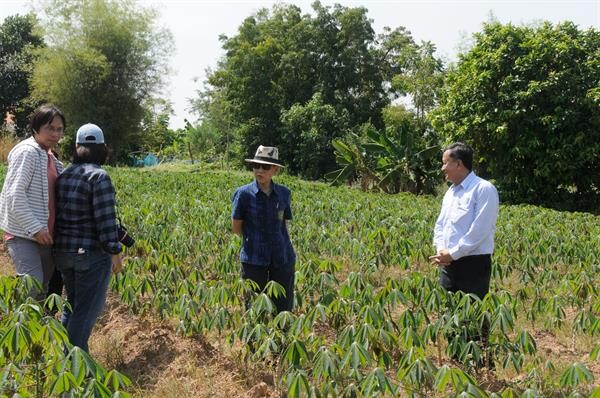 แนะเกษตรกรแบนมันสำปะหลังพันธุ์ 89 สุ่มเสี่ยงโรคใบด่าง