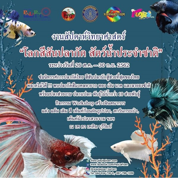 โลกสีสันปลากัด สัตว์น้ำประจำชาติ @ เพ ลา เพลิน บุรีรัมย์