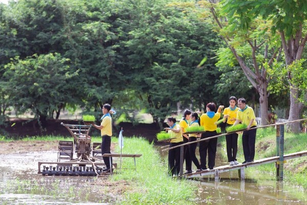 IFB จัดกิจกรรม “ปลูกข้าวหอม น้อมถวายพระบรมราชชนนีพันปีหลวง” แทนการมอบดอกมะลิ