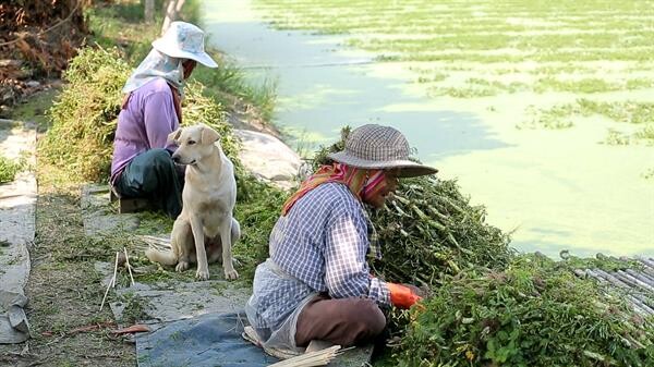 เอ-ไชยา ชวน ตี๋  วิวิศน์ ลุยแปลงกระเฉดสัมผัสวิถีชีวิตชุมชน