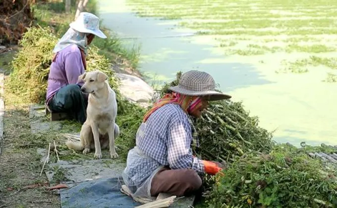 เอ-ไชยา ชวน ตี๋ วิวิศน์ ลุยแปลงกระเฉดสัมผัสวิถีชีวิตชุมชน