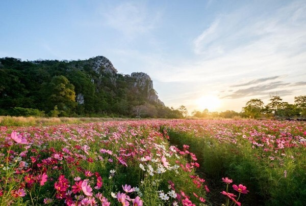 The Blossom of Gratitude ตระการตาทุ่งคอสมอสกว่าแสนดอก ที่ทุ่งสิริสมัย จ.สระบุรี