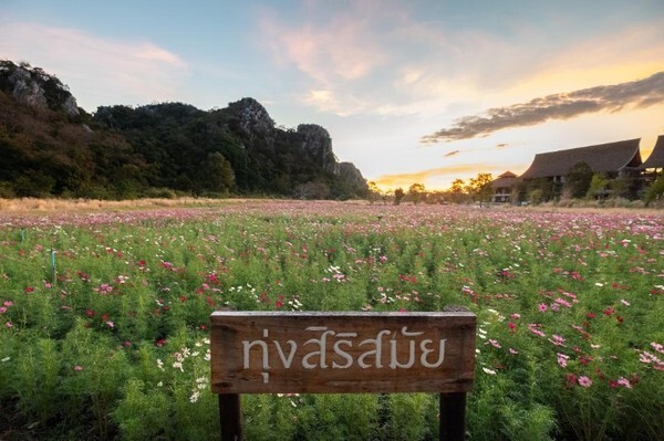 The Blossom of Gratitude ตระการตาทุ่งคอสมอสกว่าแสนดอก ที่ทุ่งสิริสมัย จ.สระบุรี