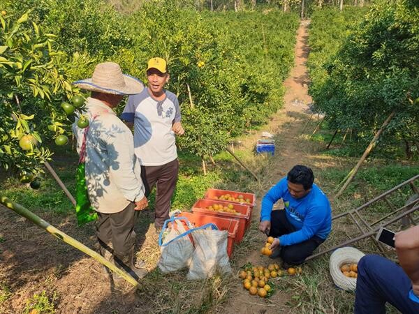 กรมส่งเสริมสหกรณ์ส่งเสริมกลุ่มเกษตรกรทำไร่โป่งน้ำร้อนผลิตส้มคุณภาพ สร้างรายได้สู่ชุมชน