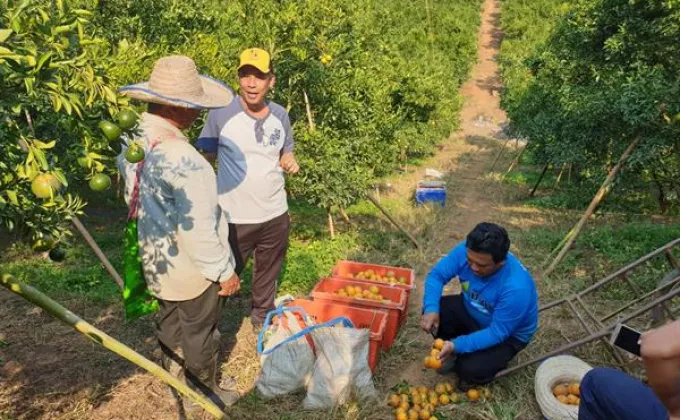 กรมส่งเสริมสหกรณ์ส่งเสริมกลุ่มเกษตรกรทำไร่โป่งน้ำร้อนผลิตส้มคุณภาพ