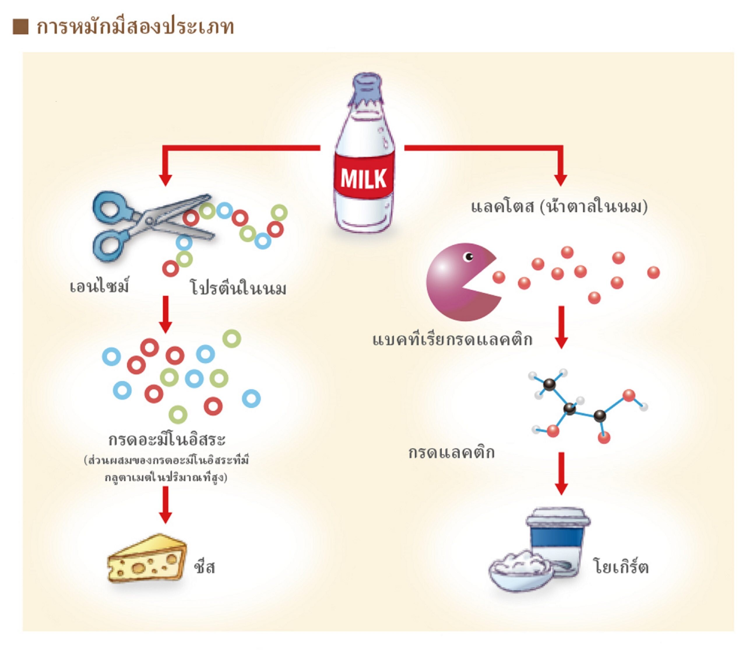 การหมัก: ความมหัศจรรย์ของธรรมชาติเคล็ดลับเบื้องหลังความอร่อย และผงชูรส