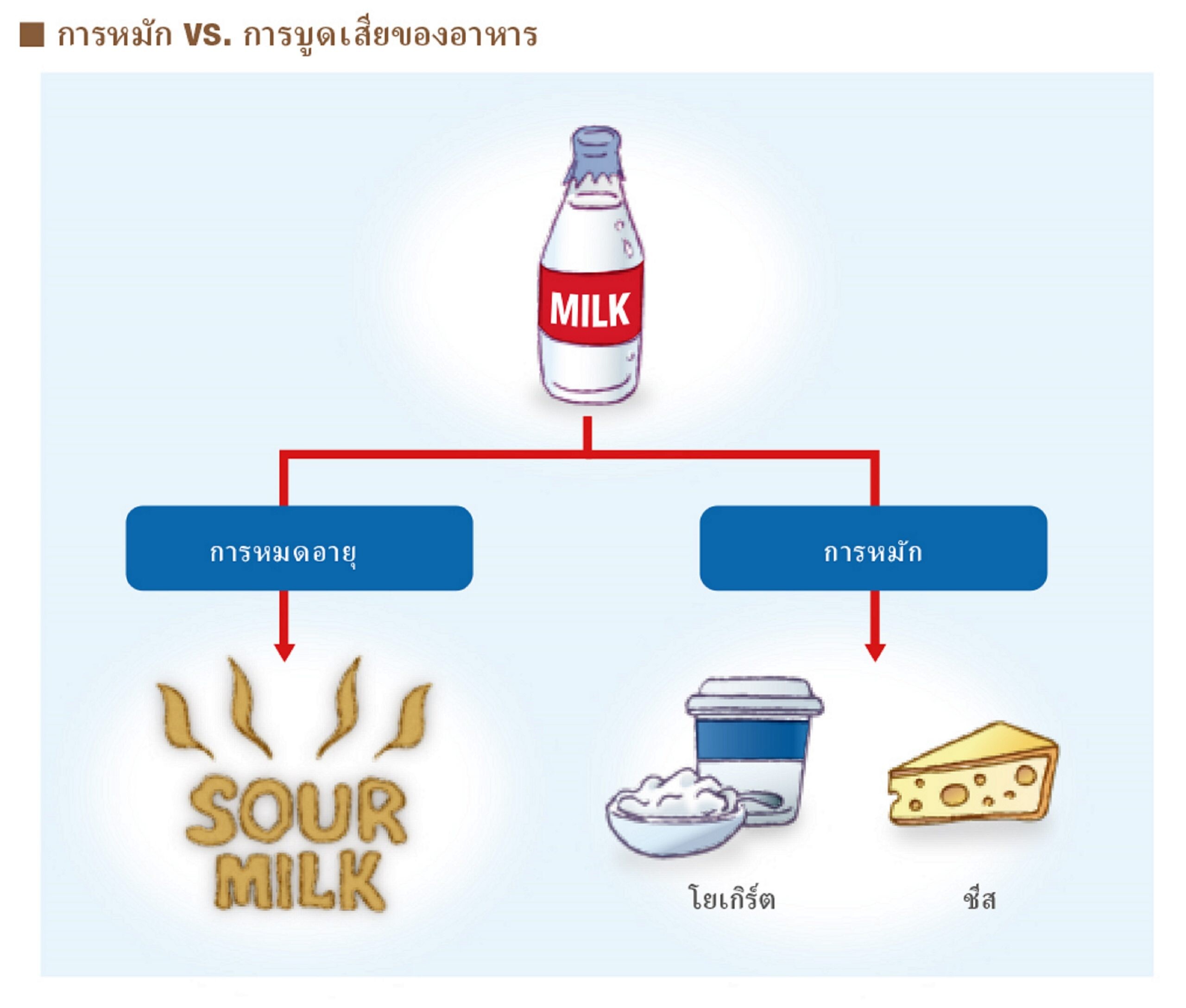 การหมัก: ความมหัศจรรย์ของธรรมชาติเคล็ดลับเบื้องหลังความอร่อย และผงชูรส