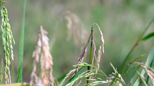 กรมส่งเสริมการเกษตรเตือนเพลี้ยกระโดดสีน้ำตาลระบาดในนาข้าวช่วงแล้ง