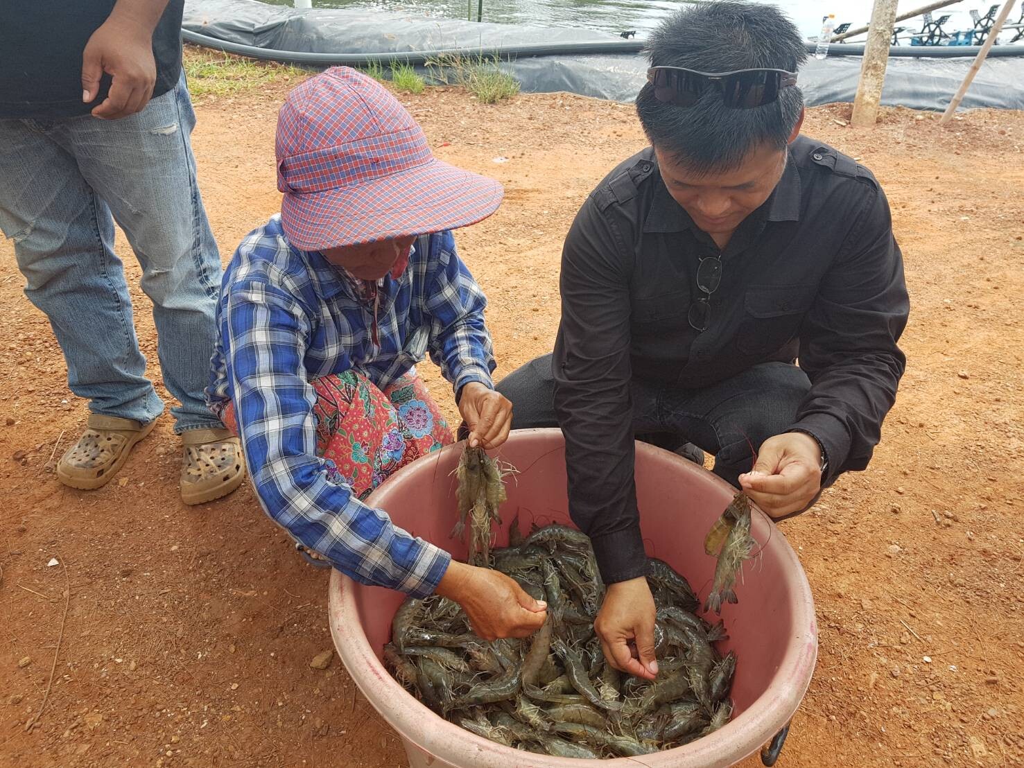 ซีพีเอฟ หนุนเกษตรกรผลิตกุ้งคุณภาพสูง สร้างความยั่งยืนของอุตสาหกรรมกุ้งและสิ่งแวดล้อม