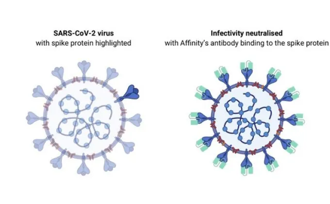 Affinity เผยการค้นพบโปรตีนภูมิคุ้มกันที่มีศักยภาพในการยับยั้งไวรัส