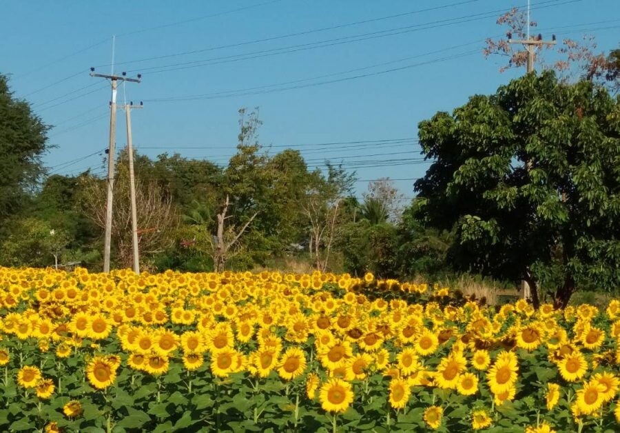 "ทุ่งทานตะวัน เขาเรดาร์" แลนด์มาร์คแห่งใหม่สระแก้ว