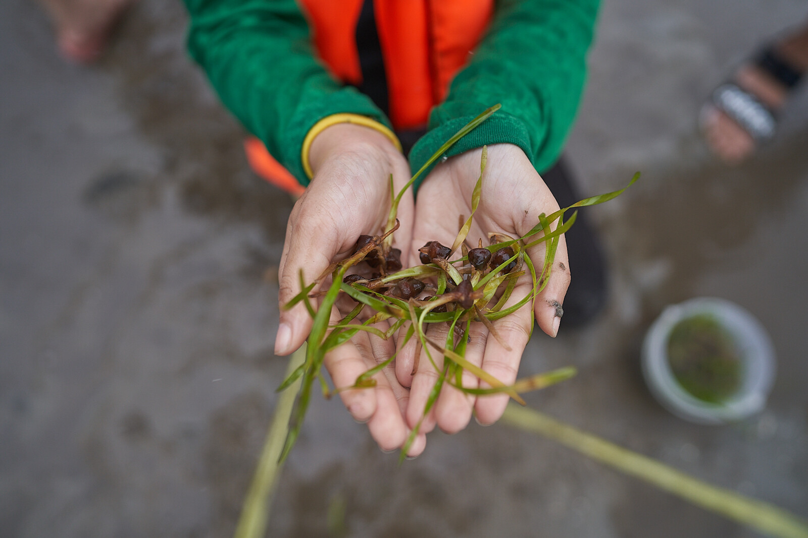 เอสซีจี แทคทีมเจนวายสายกรีน กู้วิกฤต 'Climate Change'  จัดทริป 'ใคร Make Change - ปลูกหญ้าทะเล @ ตรัง'  ลงพื้นที่ปลูก "หญ้าทะเล" ฮีโร่ลดโลกร้อน