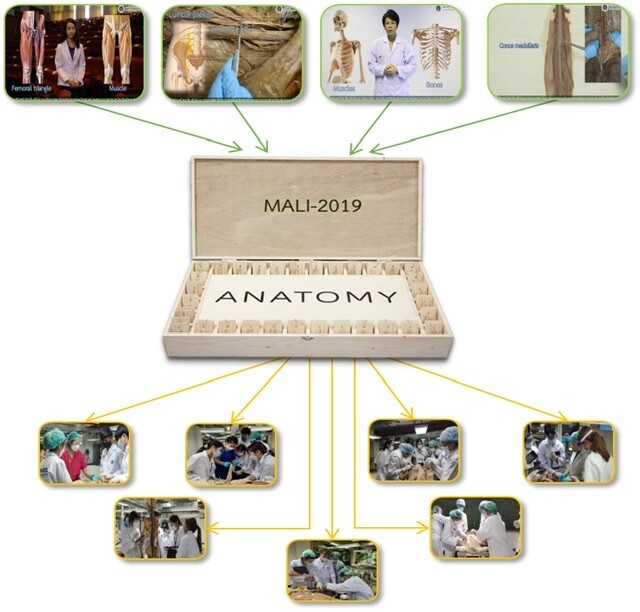 ม.มหิดล สร้างสรรค์ "MALI" สื่อช่วยสอนกายวิภาคศาสตร์และกิจกรรมบำบัดสำหรับนศ.กายภาพบำบัดเสริมจริยธรรม