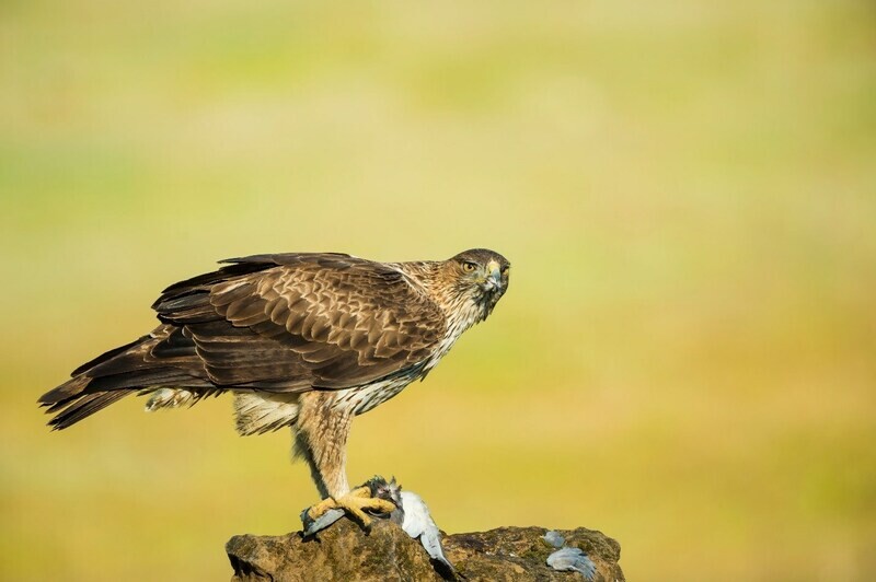 Tech4Nature partners announce project to study impact of tourism on biodiversity in Spain