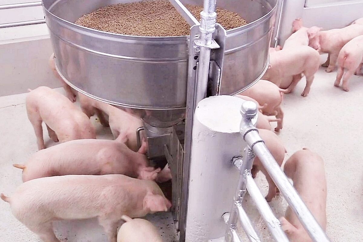 CP Foods embraces a "precision nutrition" approach to create sustainable animal feed innovation