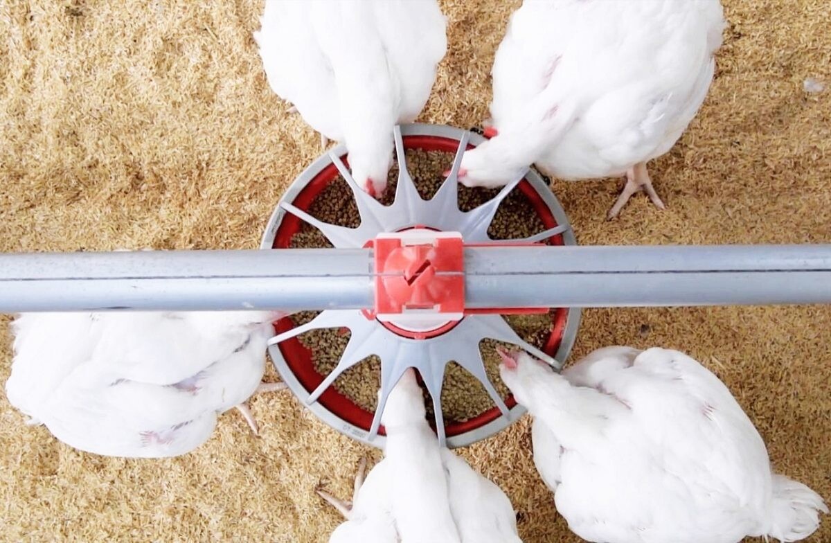 CP Foods embraces a "precision nutrition" approach to create sustainable animal feed innovation