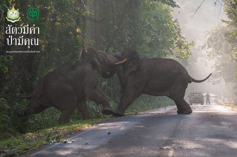 ทรู ส่งความสุขรับปีใหม่ ผ่านแกลอรี่ภาพธรรมชาติ E-book หนังสือภาพ 'สัตว์มีค่า ป่ามีคุณ'