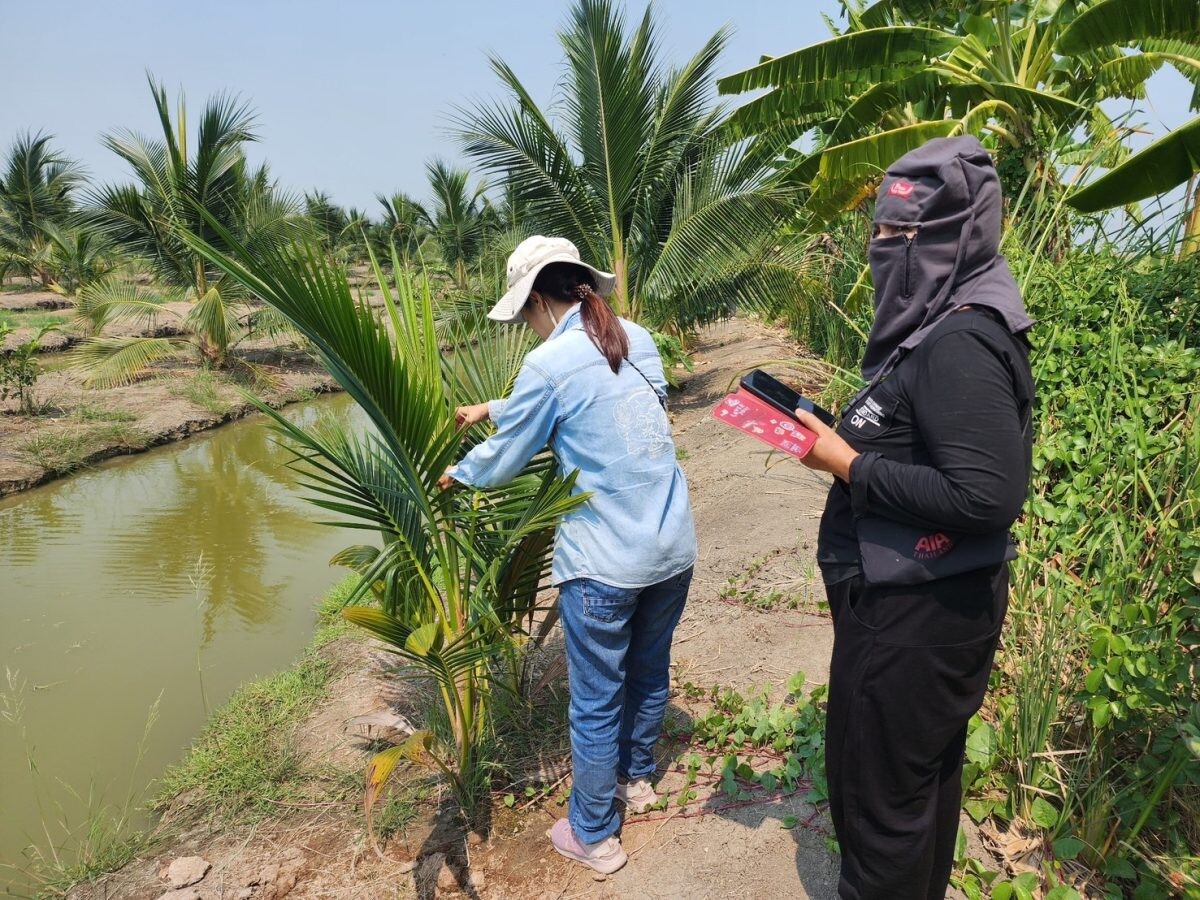 ลงพื้นที่สำรวจแปลงมะพร้าวติดตามสถานณ์โรคและแมลงในช่วงฤดูแล้ง