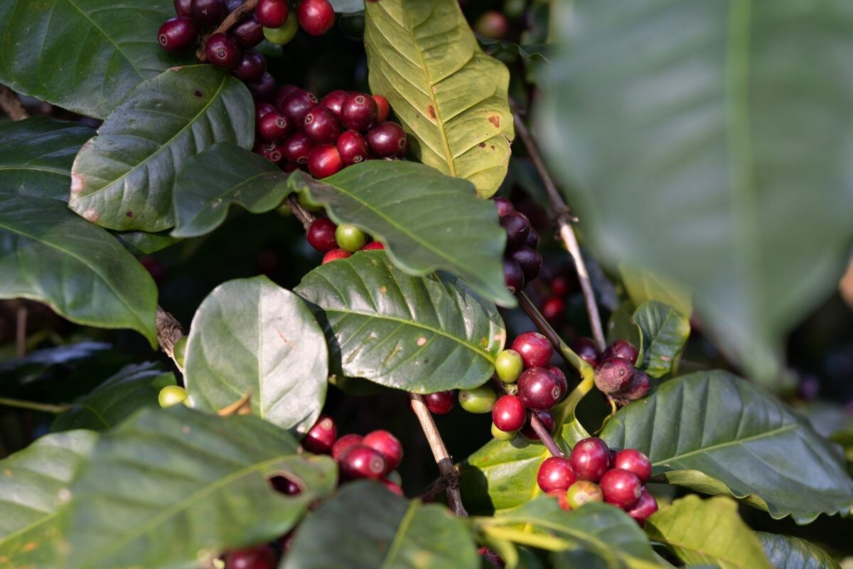 กรมวิชาการเกษตรจัดงาน "Thailand Best Coffee Beans" ประกวดหาสุดยอดกาแฟไทย พร้อมยกระดับกาแฟไทยสู่เวทีโลก