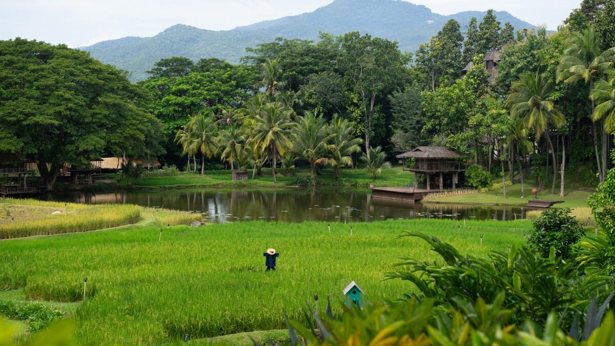 EXPERIENCE THE VIBRANT GREEN SEASON AT FOUR SEASONS RESORT CHIANG MAI