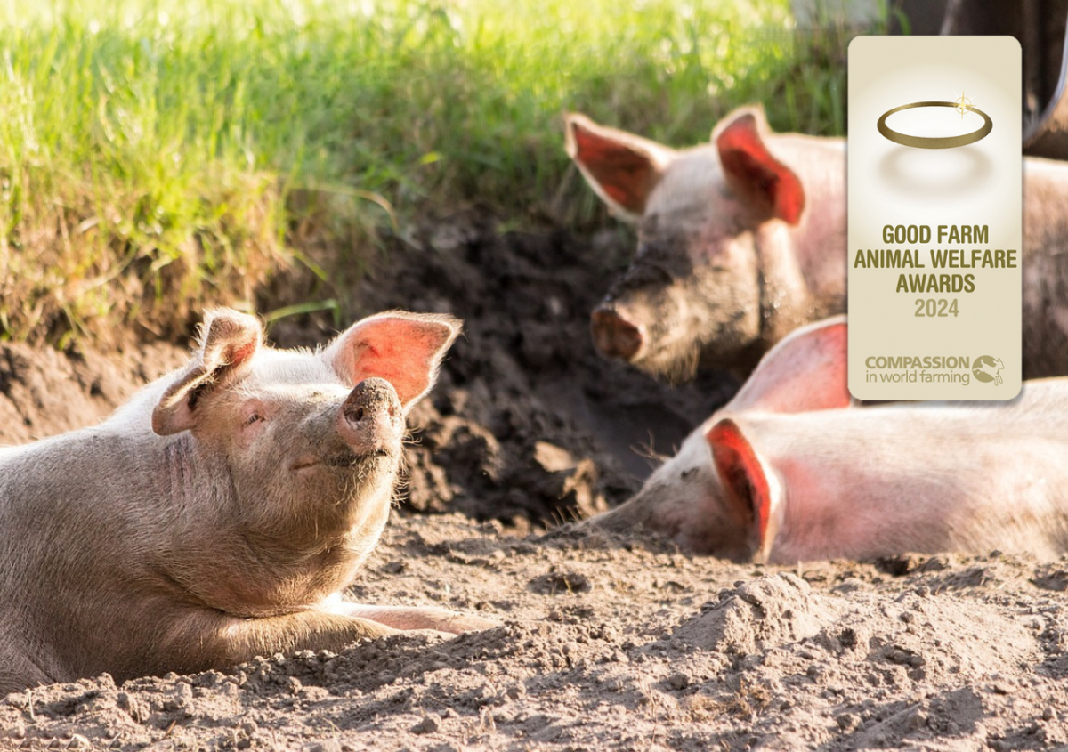 Compassion in World Farming (CIWF) ชวนบริษัทในไทยเข้าร่วมการประกวด Good Farm Animal Welfare Awards 2024