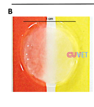 3D Artificial Cornea from Stem Cells: Chula Researchers Advance Canine Corneal Wound Treatment