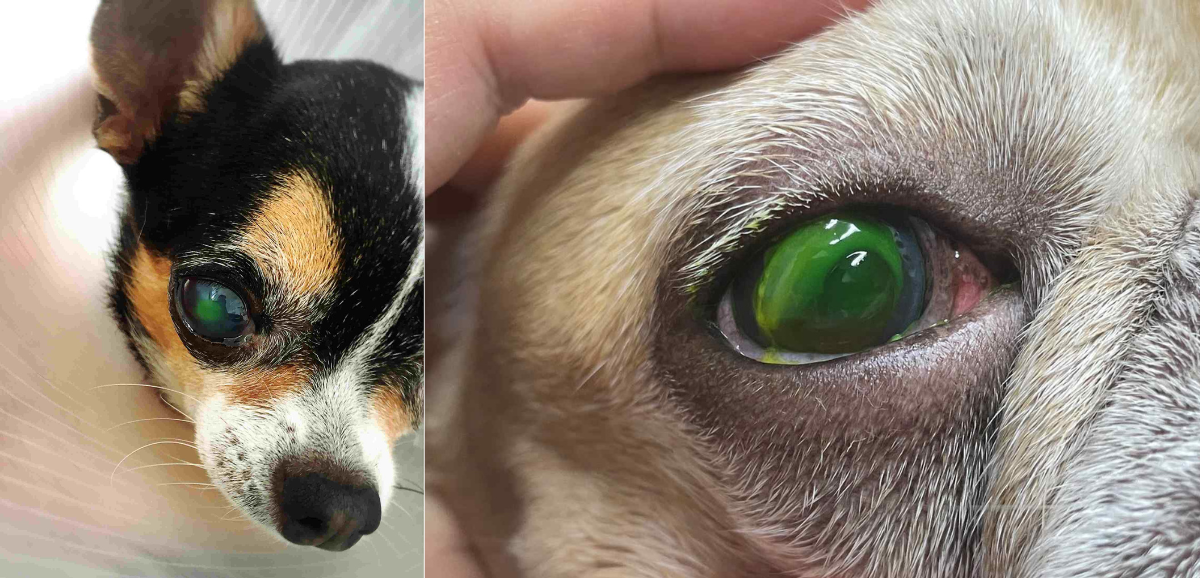 3D Artificial Cornea from Stem Cells: Chula Researchers Advance Canine Corneal Wound Treatment