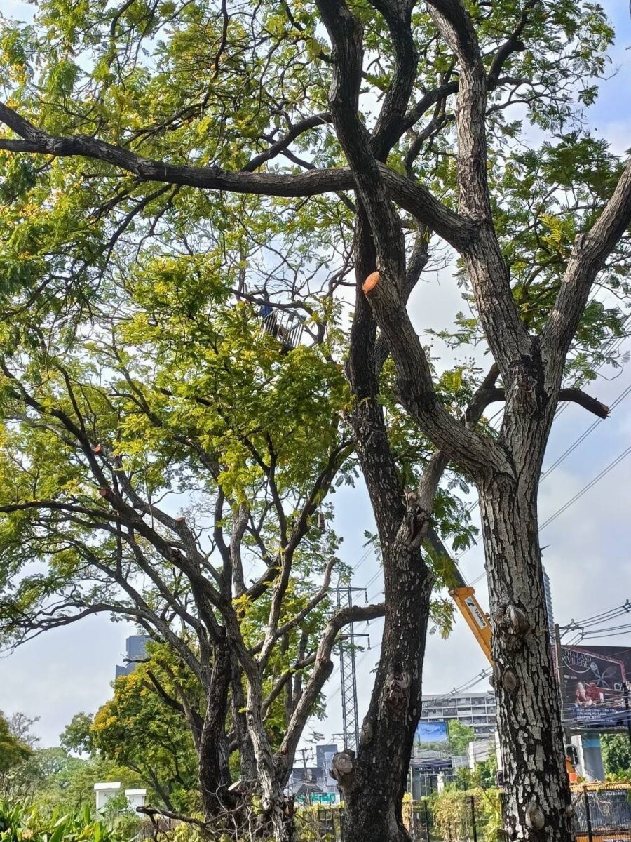 กทม. เร่งตรวจสอบความแข็งแรงต้นไม้ใหญ่ในที่สาธารณะรองรับสถานการณ์ลมพายุ