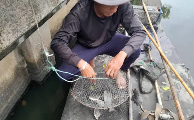 เขตบางขุนเทียนเร่งตรวจสอบการแพร่กระจาย-ส่งเสริมการแปรรูปปลาหมอคางดำ