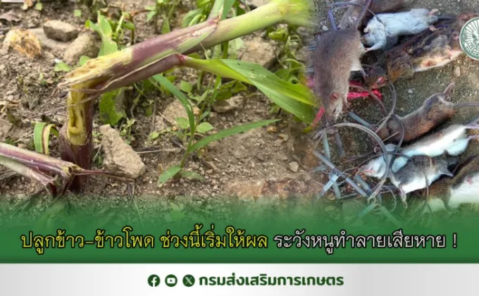 ปลูกข้าว-ข้าวโพด ช่วงนี้เริ่มให้ผล