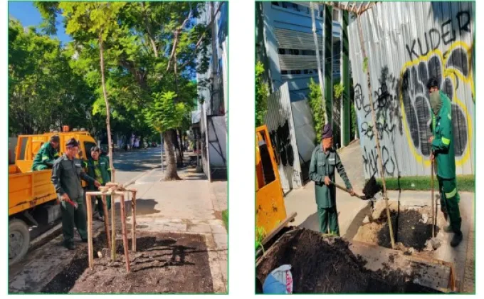 เขตวัฒนาแจงตัดต้นไม้เอนเอียงเสี่ยงโค่นล้มในซอยสุขุมวิท