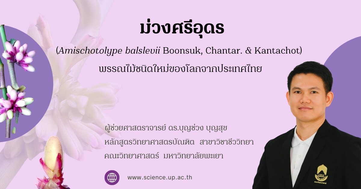 ม่วงศรีอุดร (Amischotolype balslevii Boonsuk, Chantar. &amp; Kantachot) : พรรณไม้ชนิดใหม่ของโลกจากประเทศไทย