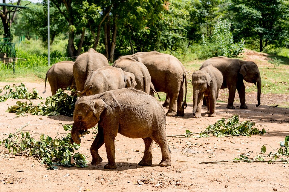 Anantara Kalutara Supports Sri Lanka Elephant Conservation with Critical Medical Donation