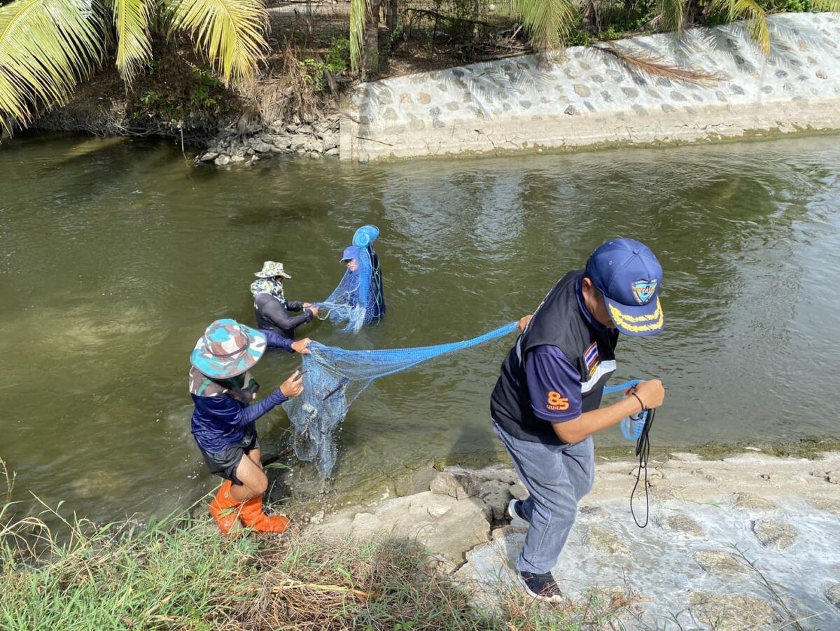 CPF and Fisheries Department Join Forces: Removing 15,000 kg of Blackchin Tilapia from 13 Provinces