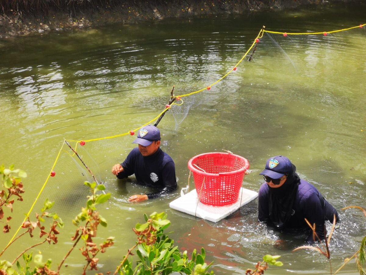 CPF Continues Efforts to Control Blackchin Tilapia in Nakhon Si Thammarat and Nonthaburi