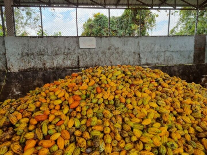 Chula's "Innovation Center for Research and Development of Sustainable Thai Cocoa" - Thailand's Solution to Cocoa Price Crisis