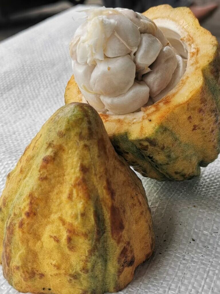 Chula's "Innovation Center for Research and Development of Sustainable Thai Cocoa" - Thailand's Solution to Cocoa Price Crisis