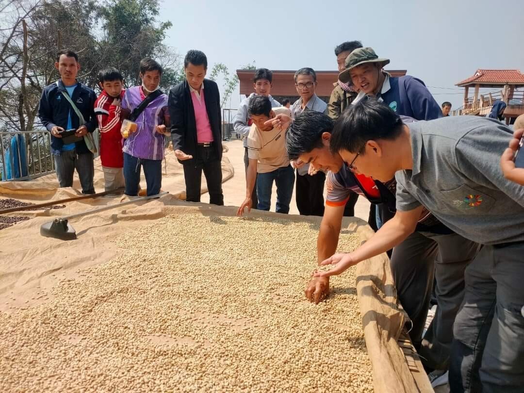 "ปลูกกาแฟอะราบิกาใต้ร่มเงา" งานวิจัยสู่การพัฒนา สร้างป่า สร้างรายได้ ชุมชนบ้านแม่จันหลวง จังหวัดเชียงราย