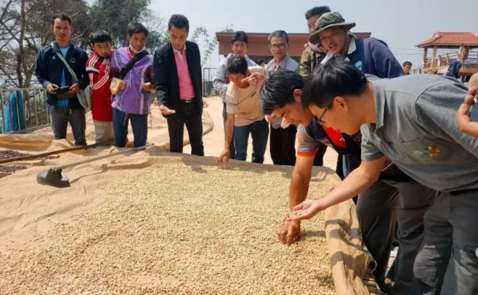 ปลูกกาแฟอะราบิกาใต้ร่มเงา งานวิจัยสู่การพัฒนา