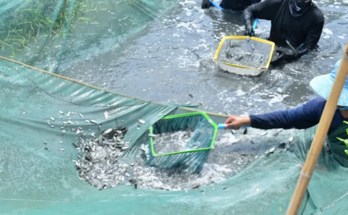 ประมงจังหวัดยืนยันปลาหมอคางดำในสมุทรสงคราม