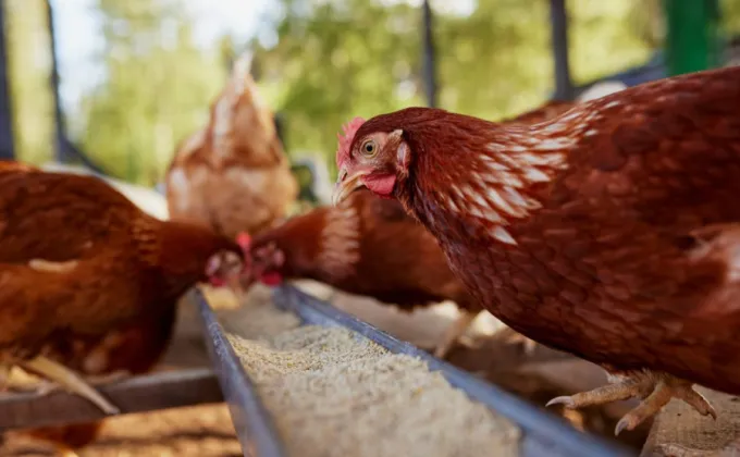 ร้านอาหารไทยให้ความสำคัญกับ แม่ไก่