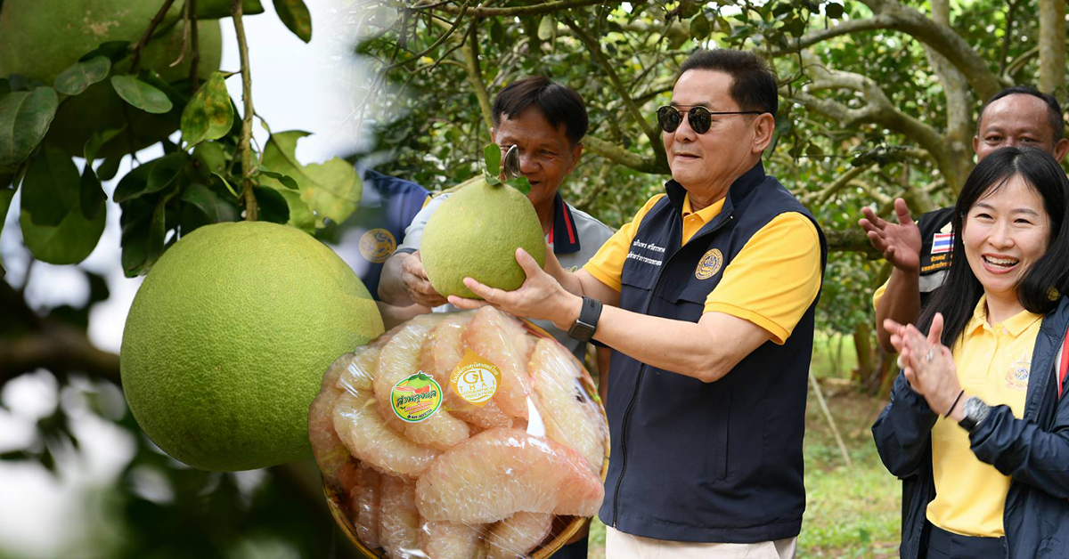 "นภินทร" รมช.พาณิชย์ นำทีมลงพื้นที่แหล่งผลิต"ส้มโอท่าข่อยเมืองพิจิตร" สินค้า GI ของดีเมืองชาละวันขยายช่องทางการตลาด สร้างรายได้สู่ชุมชนอย่างยั่งยืน ย้ำตลาดส้มโอยังสดใส