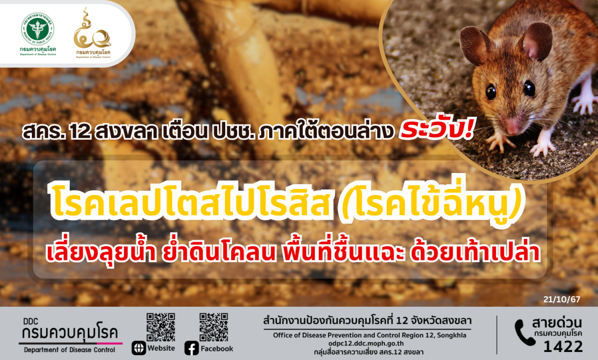 สคร. 12 สงขลา เตือน ปชช. ภาคใต้ตอนล่าง ระวัง โรคเลปโตสไปโรสิส (โรคไข้ฉี่หนู) หากมีไข้ ปวดน่อง หลังลุยน้ำ อย่าซื้อยาทานเอง ให้รีบพบแพทย์