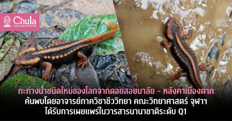 กะท่างน้ำชนิดใหม่ของโลกจากดอยสอยมาลัย - หลังคาเมืองตาก ค้นพบโดยอาจารย์ภาควิชาชีววิทยา คณะวิทยาศาสตร์ จุฬาฯ ได้รับการเผยแพร่ในวารสารนานาชาติระดับ Q1