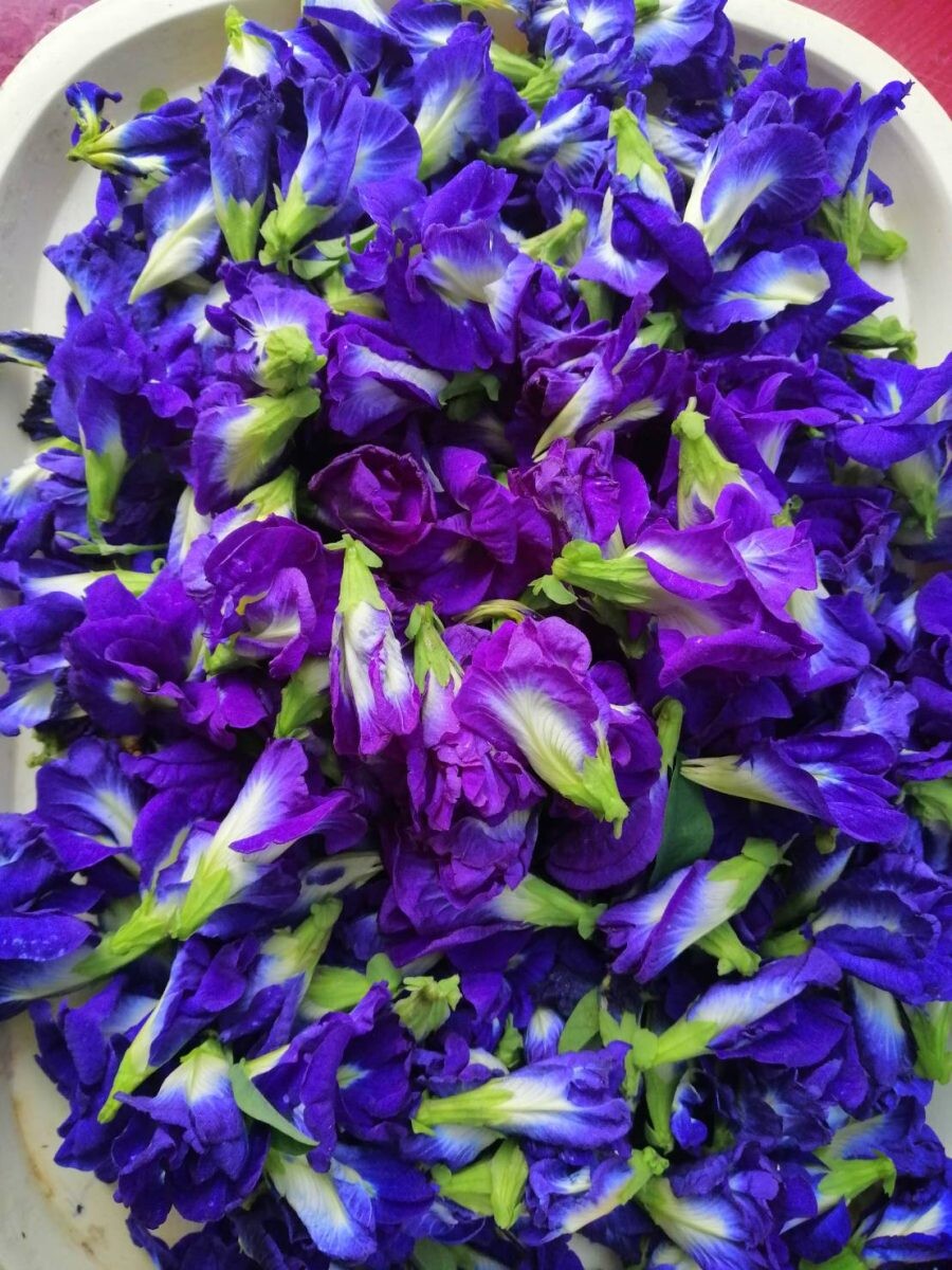 Butterfly Pea - The Popular Herbal Ingredient for Health and Beauty Drinks