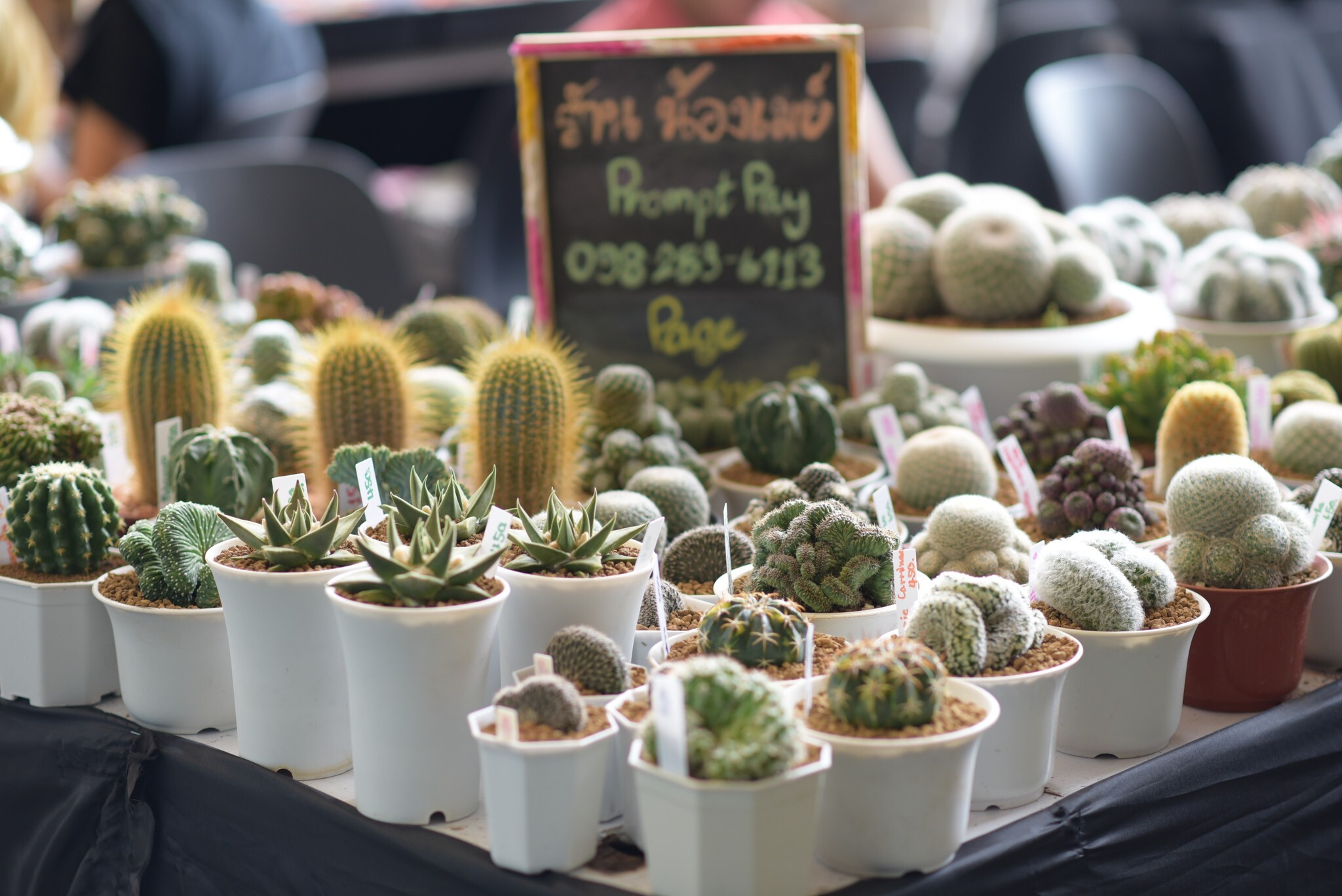 CATUS &amp; SUCCULENT HUAHIN FEST 2024