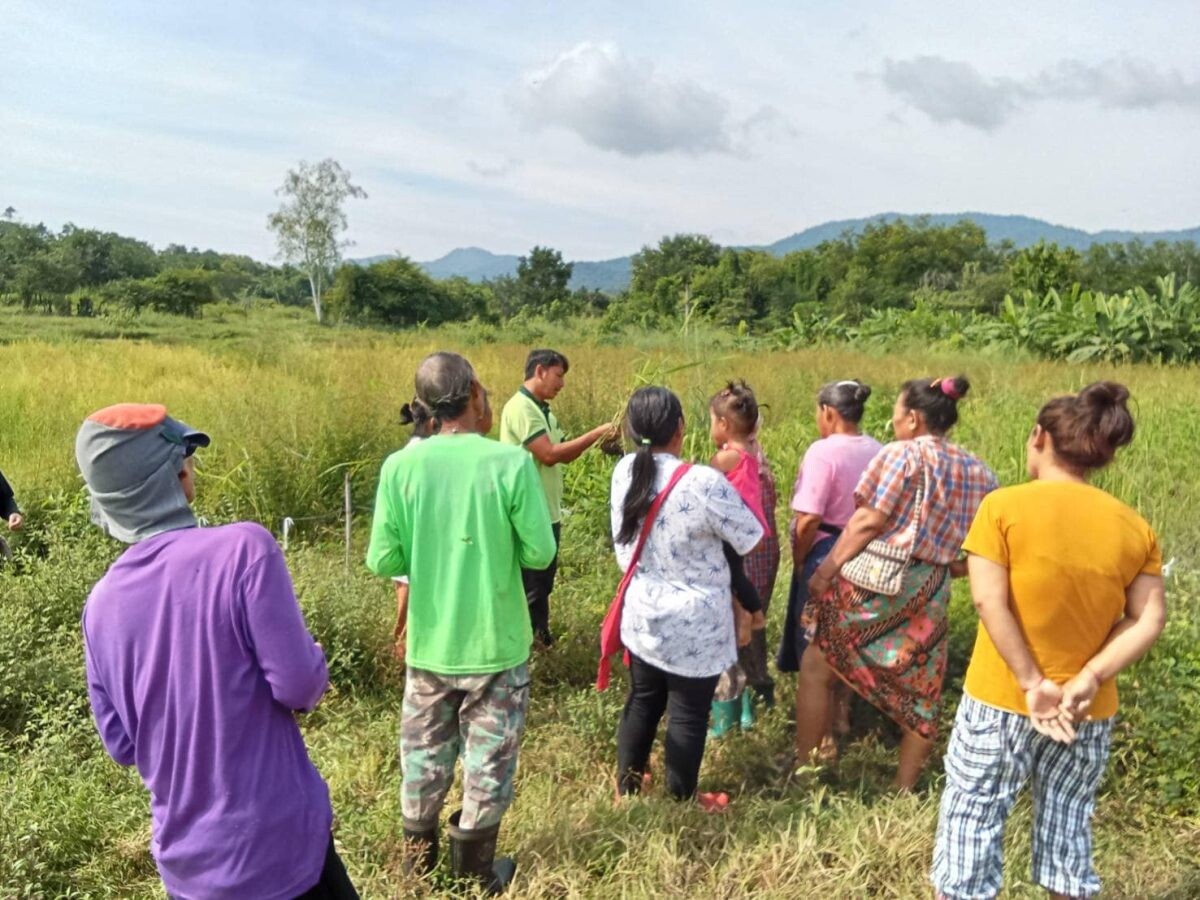 เกษตรหนองหญ้าปล้อง จัดเวทีประชาคมและลงตรวจสอบพื้นที่เกษตรกรผู้ปลูกข้าวนาปี ประจำปี 2567/68