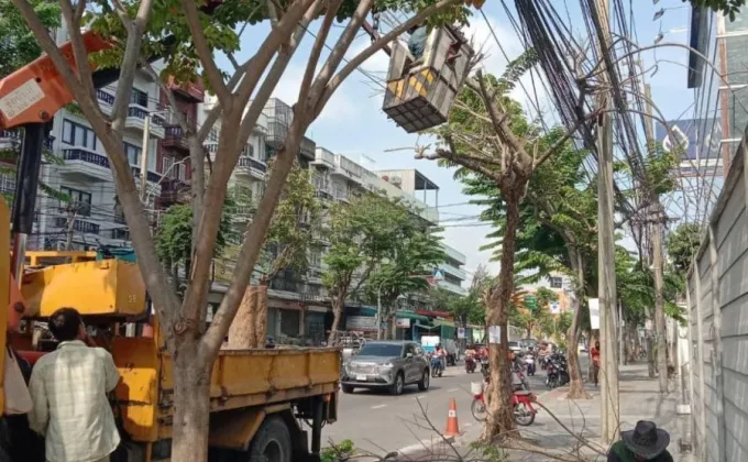 เขตบางนาแจงการตัดต้นไม้ที่ถนนอุดมสุขตามหลักรุกขกรรม