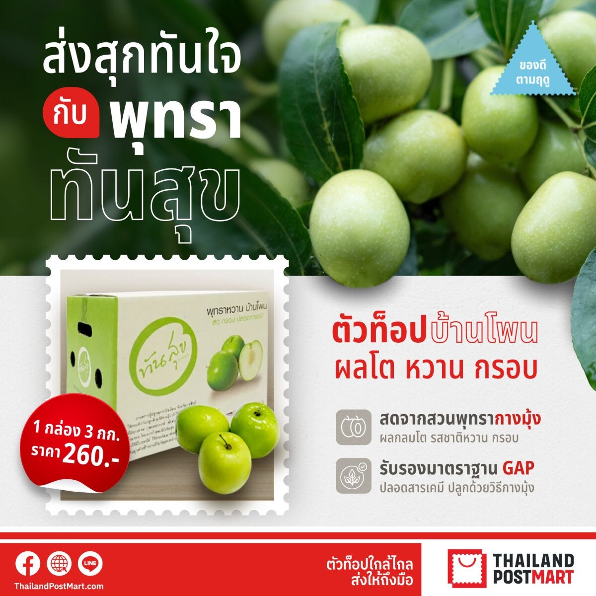 ไปรษณีย์ไทยส่งตรงของดีจากสวน "พุทรา ทันสุข" ผลไม้ตัวท็อปกาฬสินธุ์ หวาน กรอบระดับพรีเมียม ปลูกด้วยวิธีธรรมชาติ อุดหนุนได้ที่ไทยแลนด์โพสต์มาร์ท