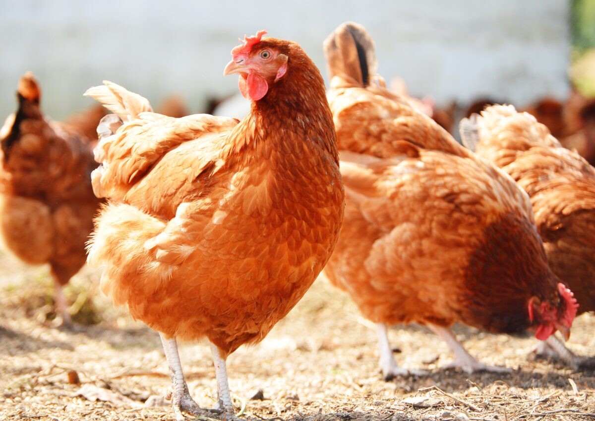 ไข่ไก่อารมณ์ดี ตอบโจทย์ความต้องการผู้บริโภคยุคใหม่ที่ใส่ใจสุขภาพและสวัสดิภาพสัตว์